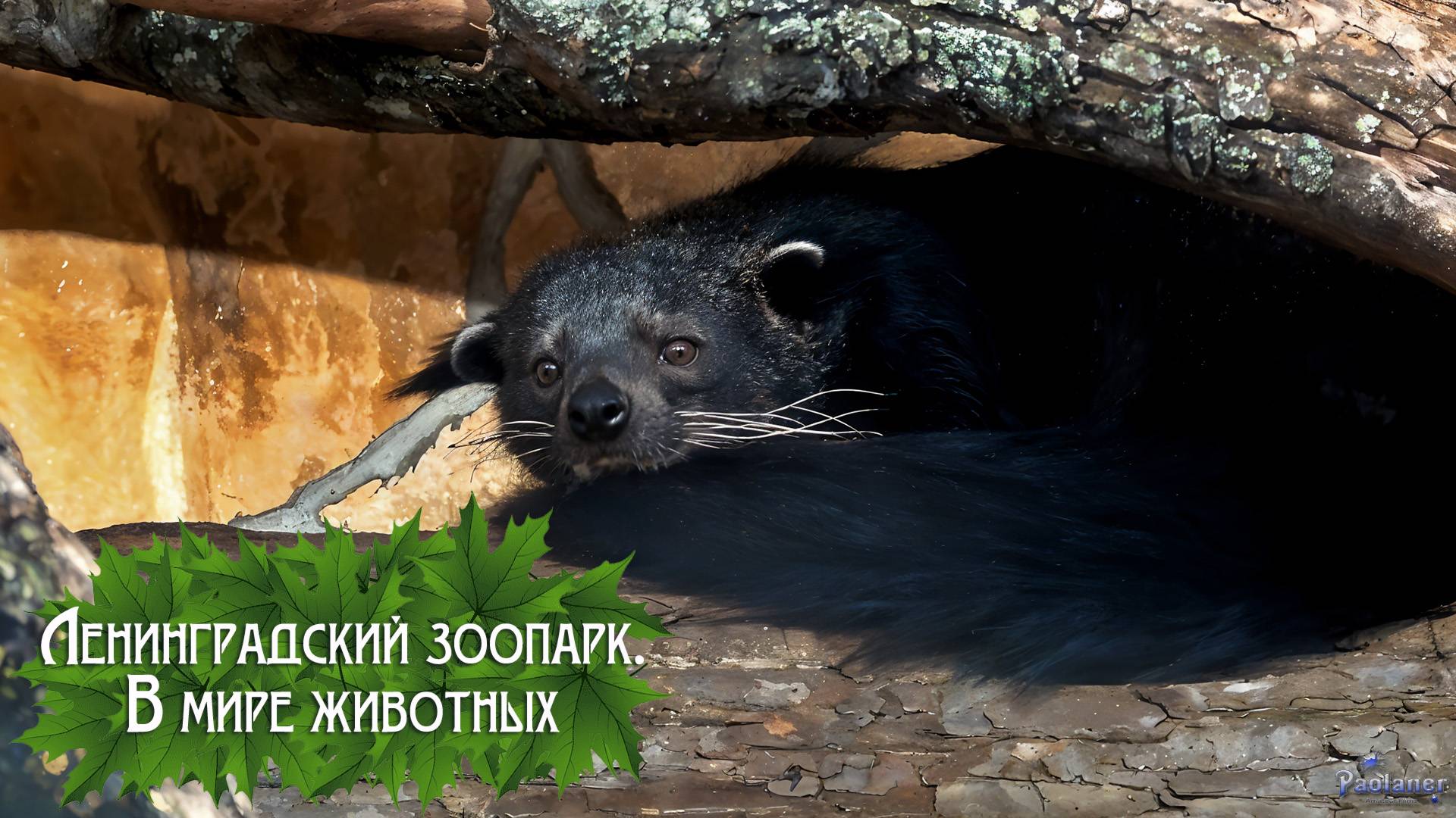 Ленинградский зоопарк. В мире животных (2025) смотреть онлайн