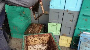 прилетел рой , на голые рамки