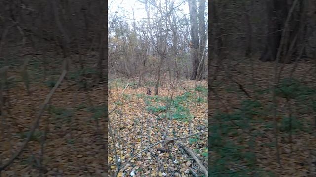 Нырок с тропы влево. А что же там