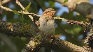 Вертишейка птица голос, крик вертишейки, вертишейка звук
