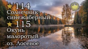 ✮ оз. Лосиное ✮ Трофейный Солнечник синежаберный ✮ Трофейный Окунь малоротый ✮ Русская рыбалка 4 ✮