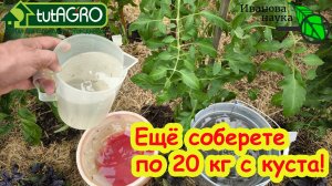 ОГУРЦЫ ОСТАНОВИЛИСЬ, ТОМАТЫ НЕ ВЯЖУТ ПЛОДЫ? Эта бюджетная подкормка ацетатным кальцием все исправит