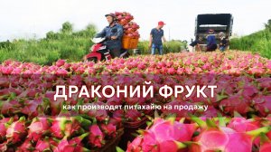 Выращивание и сбор драконьего фрукта – как производят питахайю?