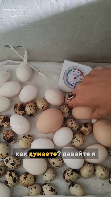 Кого я инкубирую?)) В том году, это был страус🙂 видосики с его вылуплением у меня на канале смотреть онлайн