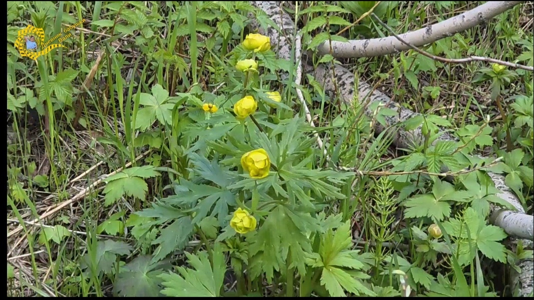 Полярный день. Как это, когда солнышко не заходит вообще. смотреть онлайн
