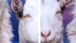 играю в goat Simulator 3! (goat Simulator)😂