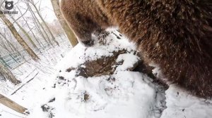 Новый электропастух для вольера Мансура