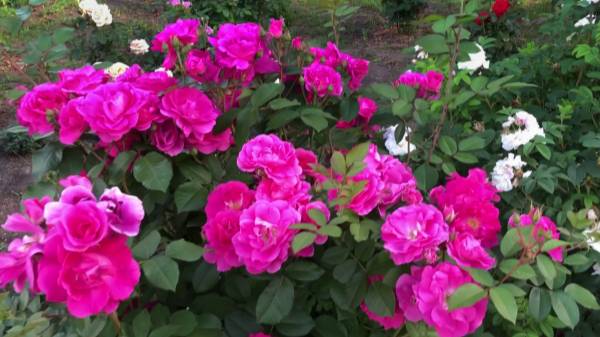 ВОСХИТИТЕЛЬНАЯ канадская роза MORDEN CENTENNIAL! смотреть онлайн