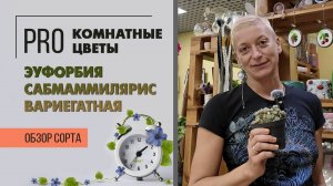 Кактус Эуфорбия Сабмаммилярис вариегатная  Обзор сорта. Необычный суккулент, который цветет.