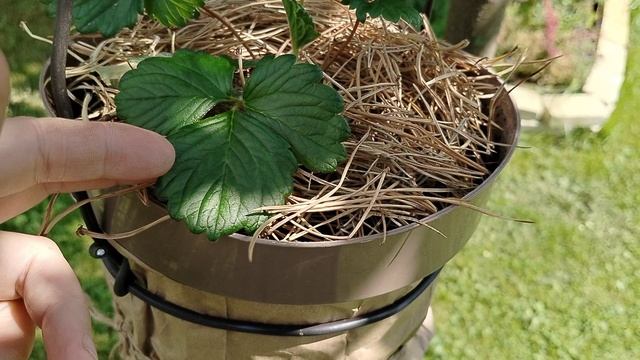 Ампельная красноцветковая Фрагария 'Руби Анн' (Ruby Ann) в подарок 2025 смотреть онлайн