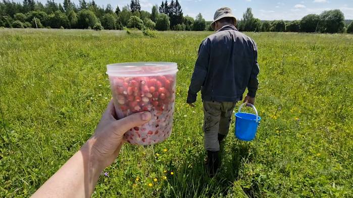 Как мы за земляникой ходили. Потеряла мужа в поле. Победила ВСД и ПА рассказываю как. смотреть онлайн