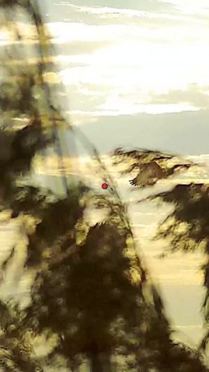 ЯКУТСКИЙ ГУСЬ НАС НЕ ЖДАЛ