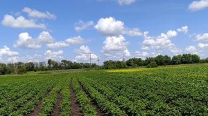 24-06-2025 Жизнь в деревне 🏡.