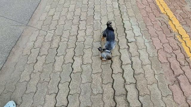 Маленькие собачки в поезде Воркута-Санкт-Петербург: пассажир Риччи! 🐾 смотреть онлайн