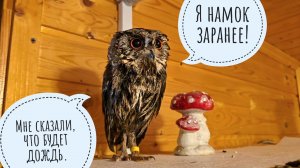 Наблюдаем за намоканием новенькой совы. Кто самая опасная сова Совиного Дола?