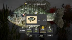 РАЗДАЧА ТРОФОВ И РЕДКИХ ОКУНЕЙ НА ЛОСИНОМ ОЗЕРЕ И ФАРМ НА МЕДНОМ В РУССКОЙ РЫБАЛКЕ 4 РР4