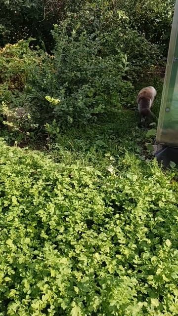 Сегодня Мачо прибыл с раннего утра на завтрак, плотно поел и отправился, в хорошем расположении духа смотреть онлайн