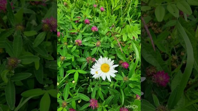 Цветы _ это символ весны и лета..mp4 смотреть онлайн