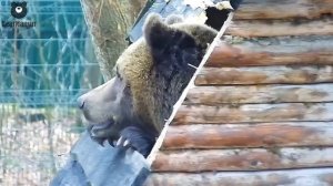 Барин решил сделать ремонт в избушке