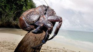 Он ЕСТ свою КОЖУ, ломает кости как спички и живёт ВЕКАМИ! КРАБ с силой ЛЬВА!