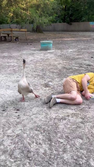 Гусь одолел человека и пошёл хвастаться смотреть онлайн