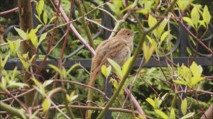 как поет соловей, голос соловья