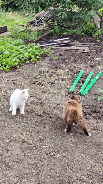 Отстань от меня. #кошки #шорты 4k смотреть онлайн