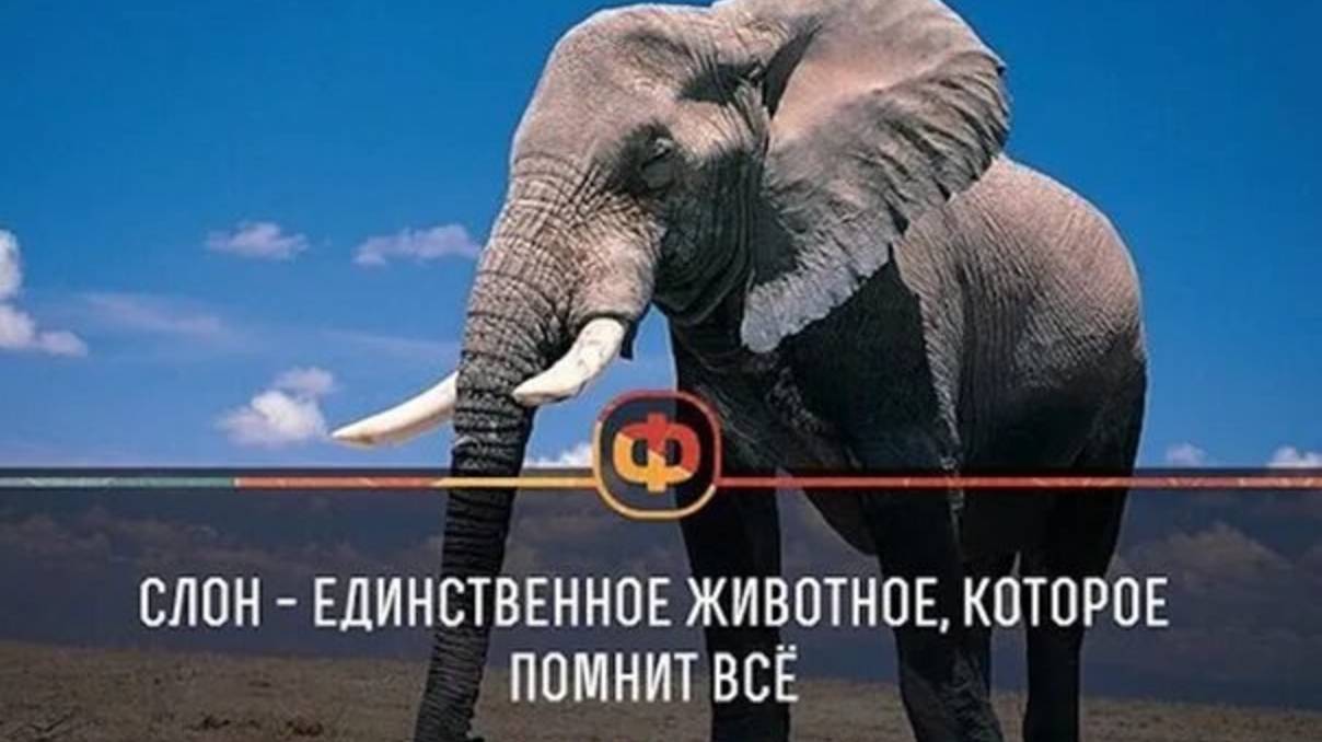 Слоны и их память смотреть онлайн