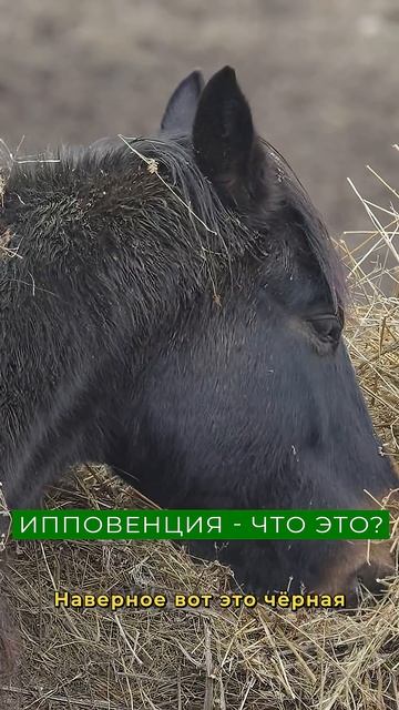 Как лошади помогают понять свои желания? смотреть онлайн