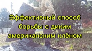 Самый эффективный способ борьбы с диким американским клёном.