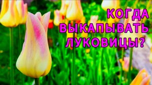 КОГДА ВЫКАПЫВАТЬ ТЮЛЬПАНЫ ПОСЛЕ ЦВЕТЕНИЯ🌷