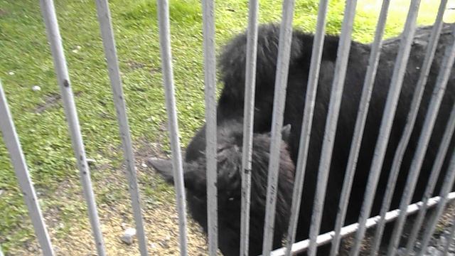 DSCN8121Домбай,канатка,Теберда,зоопарк июнь 2025