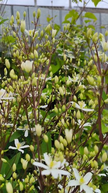 Клематис Белое облако. смотреть онлайн