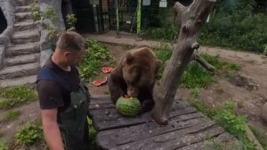 Арбуз и медведь Мансур (проба съёмкой новой камерой) - Watermelon and Mansur Bear