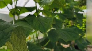 24 июня Мой дачный рай.