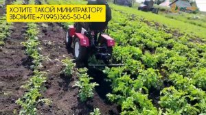 Окучиваие минитрактором Агромаш МТ-110