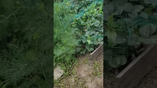 Надоело Мачо спать под кустом, пошел искать приключения. смотреть онлайн