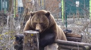 Уютная Избушка и вкусная кора  A cozy hut and delicious bark for Mansur