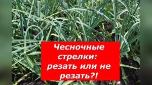 Когда и как обрезать чесночные стрелки, чтобы чеснок вырос с кулак?!