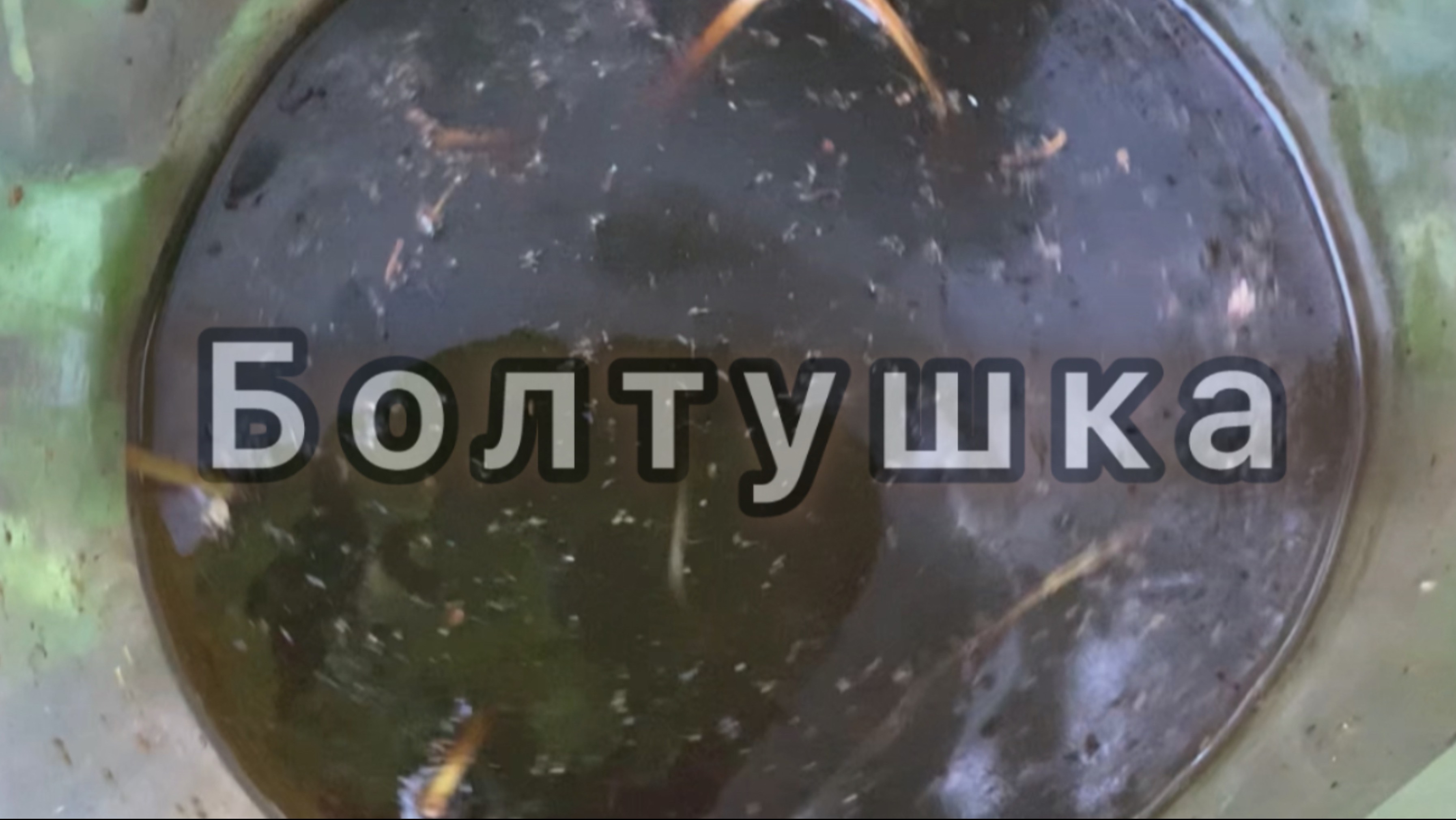 Волшебная болтушка с огорода для здоровья ваших растений! 🌿🌱