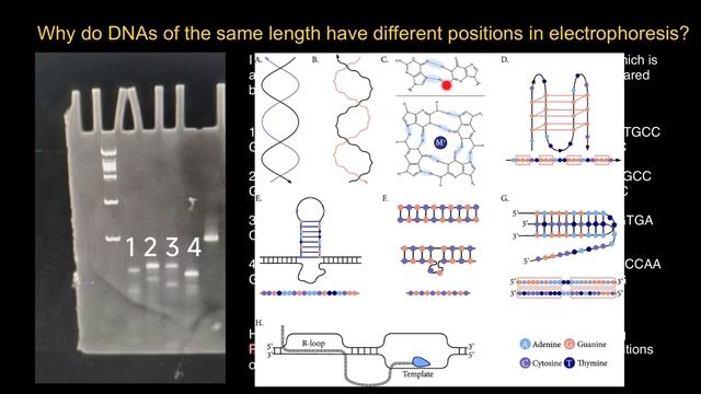 Why do DNAs of the same length have different positions in electrophoresis? смотреть онлайн