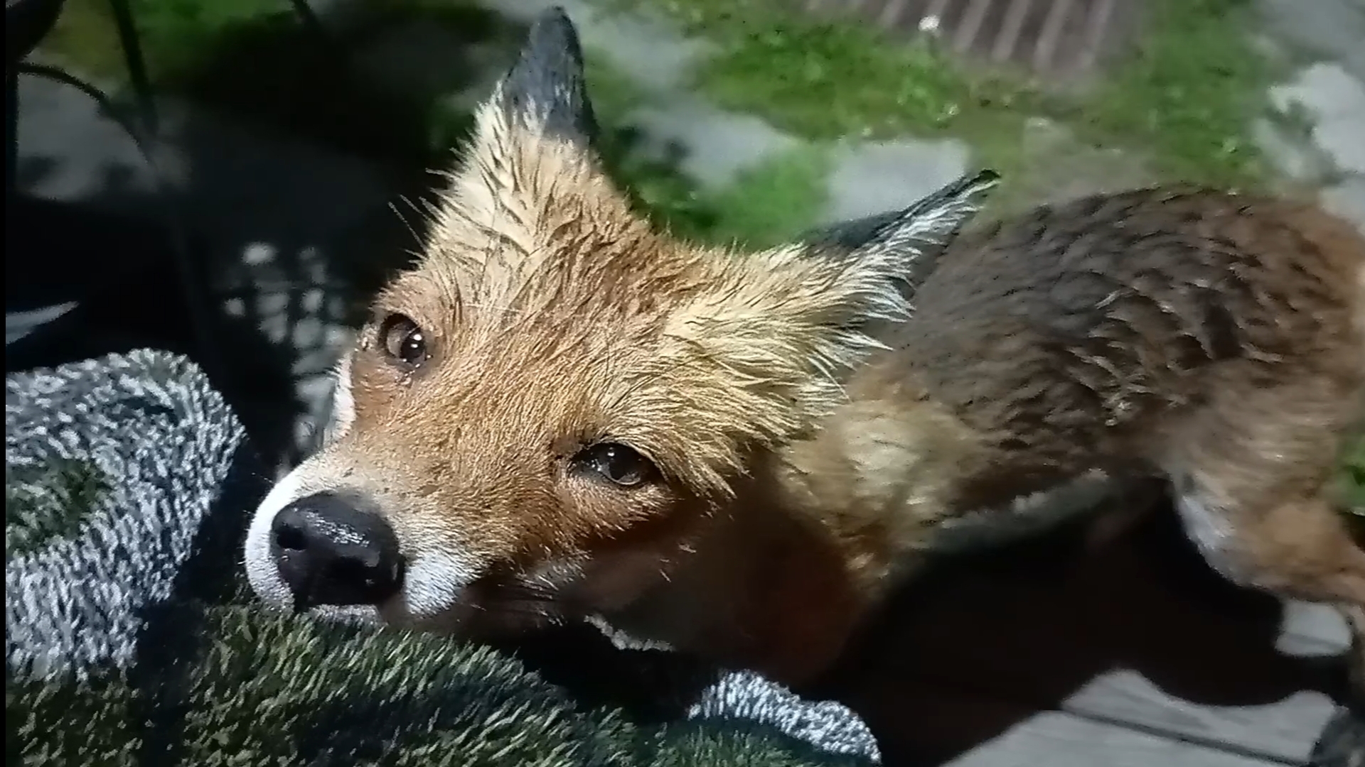 (1048) Лиса приходит в гости. Июнь 2025 смотреть онлайн