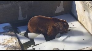 Орешковский ледокол  - " Медведь Мансур "   Oreshkovo Icebreaker  - "Mansur the Bear"