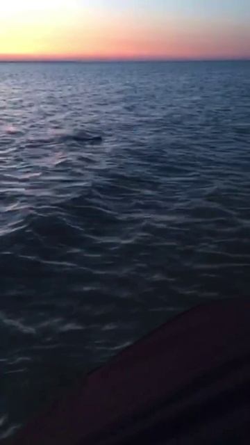 Большая крыса в Азовском море. Ейск. смотреть онлайн