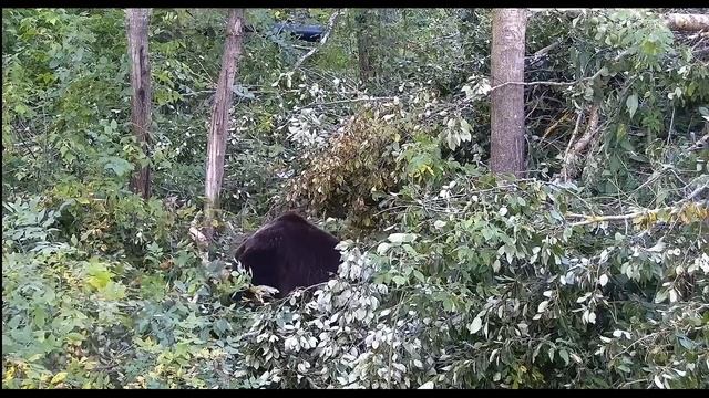 Мансур арборист ♀️  -   Mansur Bear Arborist  ♀️