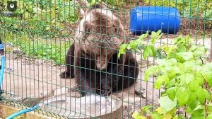 Так усердно стирал, что уморился