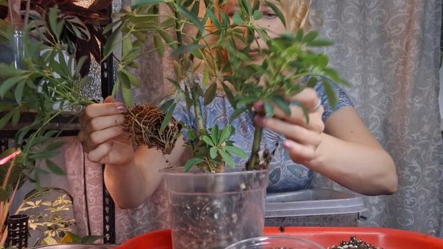 Делаю шефлеру более пышной, с помощью укорененных черенков смотреть онлайн