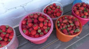 Сбор клубники 24л