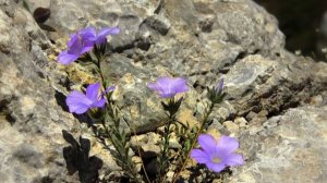 Песня: "Есть только миг между прошлым и будущим".