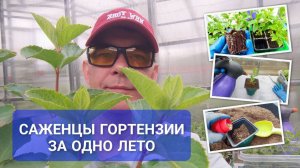 Без этого саженцы гортензии 🌺 за одно лето не вырастить: что добавляю в грунт и чем опрыскиваю 🌱